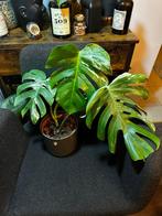 Monstera Deliciosa Albo Variegata, Huis en Inrichting, Kamerplanten, Minder dan 100 cm, Ophalen of Verzenden, Halfschaduw, In pot