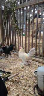 Sabelpoot haan, Dieren en Toebehoren, Pluimvee