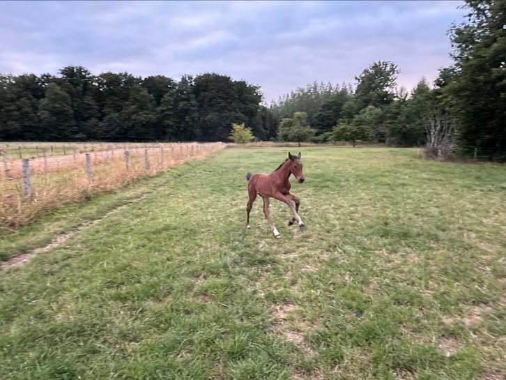 Fokmerrie, Dieren en Toebehoren, Paarden, Merrie