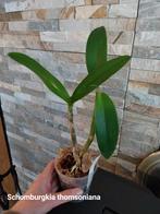Orchidée Schomburgkia thomsoniana, Maison & Meubles, Enlèvement ou Envoi