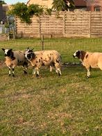 4 schapen (bonte ram), Dieren en Toebehoren, Mannelijk, Schaap, 0 tot 2 jaar