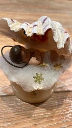 Schelp met jezus erin, Diversen, Ophalen