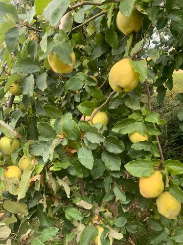 Bio Kweeperen 1,5€/kg beschikbaar voor biedingen