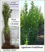 FORSE GROENE HAAGLIGUSTER oa 1 - 1,20 Meter, 1,5o €/stuk, Tuin en Terras, Ophalen, Liguster, Struik, 100 tot 250 cm