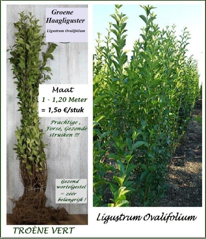 FORSE GROENE HAAGLIGUSTER oa 1 - 1,20 Meter, 1,5o €/stuk, Tuin en Terras, Planten | Struiken en Hagen, Struik, Liguster, 100 tot 250 cm