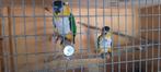 Zwartkop caique koppel, Dieren en Toebehoren, Vogels | Overige Vogels, Meerdere dieren, Tropenvogel, Geringd