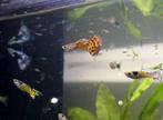 Baby guppies, guppen, guppy te koop