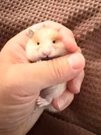 Goudhamster, Dieren en Toebehoren, Hamster, Geslacht onbekend, Tam, Oktober