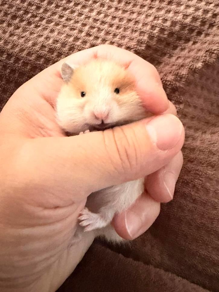 Goudhamster, Dieren en Toebehoren, Knaagdieren, Geslacht onbekend, Hamster, Oktober, Tam