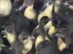 Jonge Barbarie eenden te koop - 4€, Dieren en Toebehoren, Pluimvee