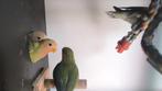 Lovebird agapornis roseicollis dwergpapegaai, Dieren en Toebehoren