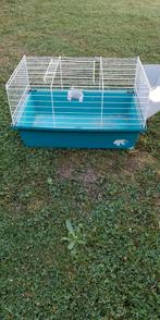 Kooi voor dwergkonijn/cavia, Dieren en Toebehoren, Knaagdieren en Konijnen | Hokken en Kooien, Ophalen, Zo goed als nieuw, Kooi