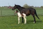 Unieke bont zangersheide veulen, Animaux & Accessoires, Chevaux, Étalon