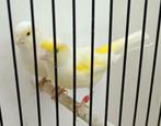 Kanaries, Dieren en Toebehoren, Vogels | Kanaries
