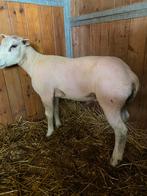 Scheren van schapen, Dieren en Toebehoren