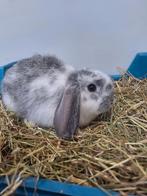 Hangoordwerg konijntjes, Dieren en Toebehoren, Meerdere dieren, Dwerg, Hangoor, 0 tot 2 jaar