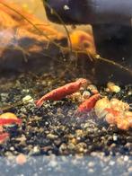 Fire Red Neocardina garnaal, Dieren en Toebehoren, Kreeft, Krab of Garnaal, Zoetwatervis, Schoolvis