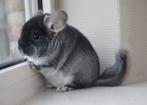 chinchilla broertjes, Mannelijk, Chinchilla
