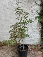 Cornus te koop, Tuin en Terras, Ophalen