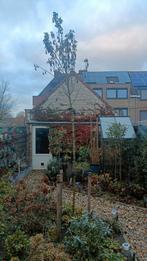 Gele regen 3,5 meter hoog, Tuin en Terras, Ophalen