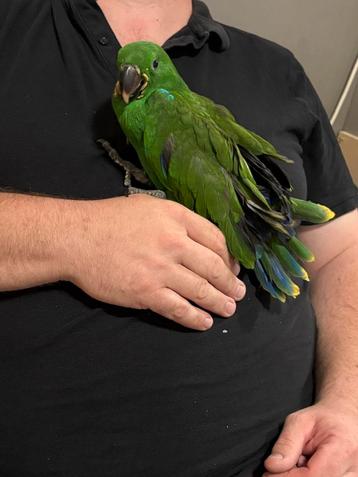 Jonge mannelijke eclectus EAM beschikbaar voor biedingen