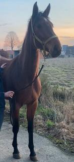 Mooie, grote merrie met veel vermogen, Animaux & Accessoires, Chevaux, Jument, Non dressé