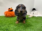 Langharige Teckel pups, Dieren en Toebehoren, België, Standaard, Reu, 8 tot 15 weken