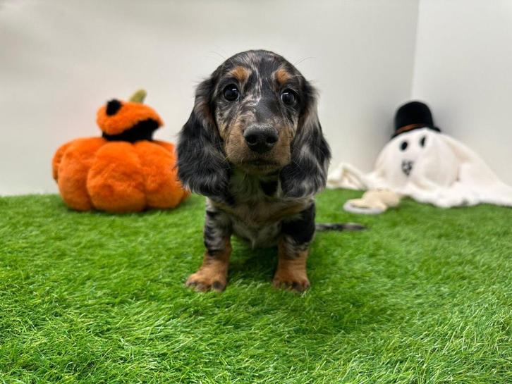 Langharige Teckel pups, Dieren en Toebehoren, Honden | Teckels en Dashonden, Reu, Langhaar, Standaard, Fokker | Professioneel