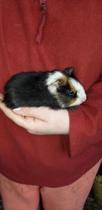 Cavia beertje, Domestique, Cobaye, Mâle