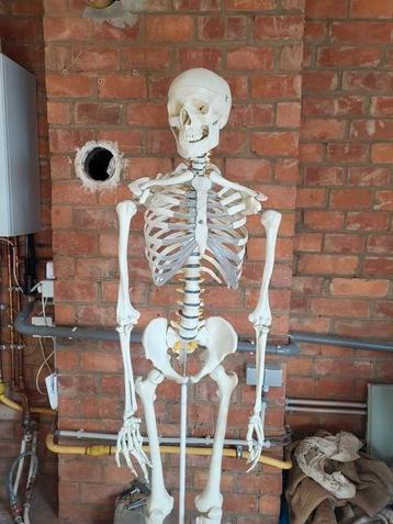 Anatomisch skelet met zenuwbanen, Enlèvement