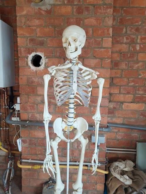 Anatomisch skelet met zenuwbanen, Antiek en Kunst, Curiosa en Brocante, Ophalen