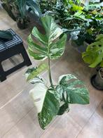 Monstera Deliciosa Albo Variegata, Huis en Inrichting, Kamerplanten, Ophalen of Verzenden