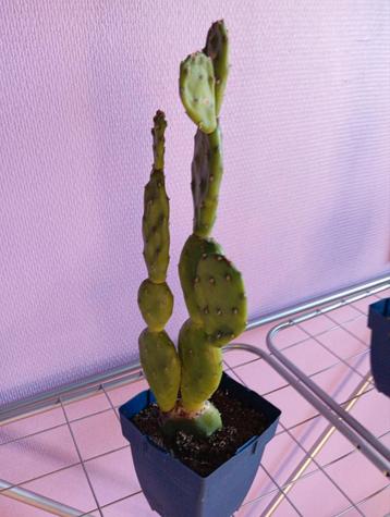Vijgencactus  beschikbaar voor biedingen