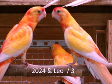 Parkieten  Grote vogelbeurs Aarschot 31-08-2025 beschikbaar voor biedingen