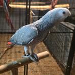 Gabonese grijs, Dieren en Toebehoren, Meerdere dieren, Papegaai, Pratend