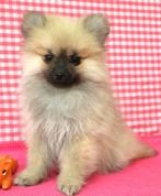 Super mooie Keeshond pups!, Dieren en Toebehoren, Honden | Poolhonden, Keeshonden en Oertypen, Keeshond, 15 weken tot 1 jaar, Buitenland