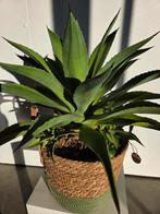 Agave, Tuin en Terras, Planten | Tuinplanten, Ophalen