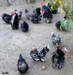 Kippen: chabo's, Dieren en Toebehoren, Meerdere dieren, Kip