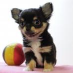 Lieve Chihuahua-puppy’s te koop (Belgisch), Dieren en Toebehoren, Honden | Chihuahua's en Gezelschapshonden, België, Handelaar