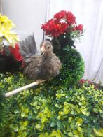 Serama (Chouette petite poulette de 2mois), Animaux & Accessoires, Oiseaux | Oiseaux Autre, Domestique, Femelle
