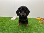 MINI Teckel pups, België, 8 tot 15 weken, Korthaar, CDV (hondenziekte)