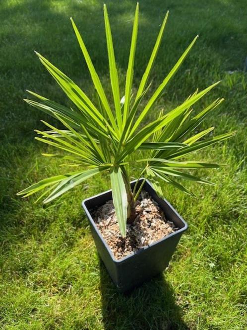 Palmboom Trachycarpus fortunei x wagnerianus , Tuin en Terras, Planten | Bomen, Palmboom, Minder dan 100 cm, Volle zon, Lente