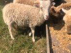 Ouessant ram - wit - 5maand, Dieren en Toebehoren, Schapen, Geiten en Varkens, Mannelijk, Schaap, 0 tot 2 jaar