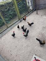 Hanen, Dieren en Toebehoren, Pluimvee, Mannelijk, Kip