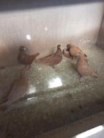 Kleurpostduiven, Meerdere dieren, Postduif