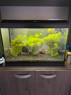 Aquarium 70l + toebehoren, Ophalen, Zo goed als nieuw, Leeg aquarium