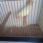 Kakariki, Femelle, Perruche, Bagué