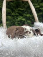 Lieve Nederlandse dwerghangoortjes, Dieren en Toebehoren, Mannelijk, Dwerg, Hangoor, 0 tot 2 jaar