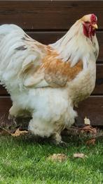 Broedeieren brahma lemon pyle, Dieren en Toebehoren, Pluimvee, Kip