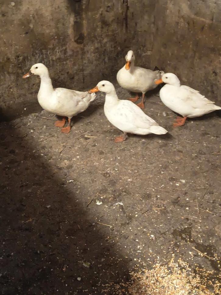 Canards, Animaux & Accessoires, Volatiles